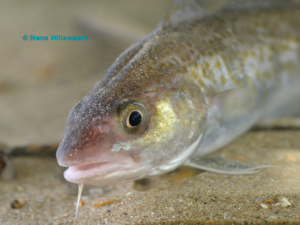 Atlantic Cod |blog | external copyright ©Hans Hillewaert