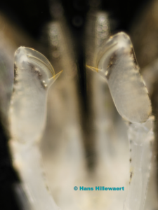 Common Brown shrimp_Crangon_crangon_© Hans Hillewaert