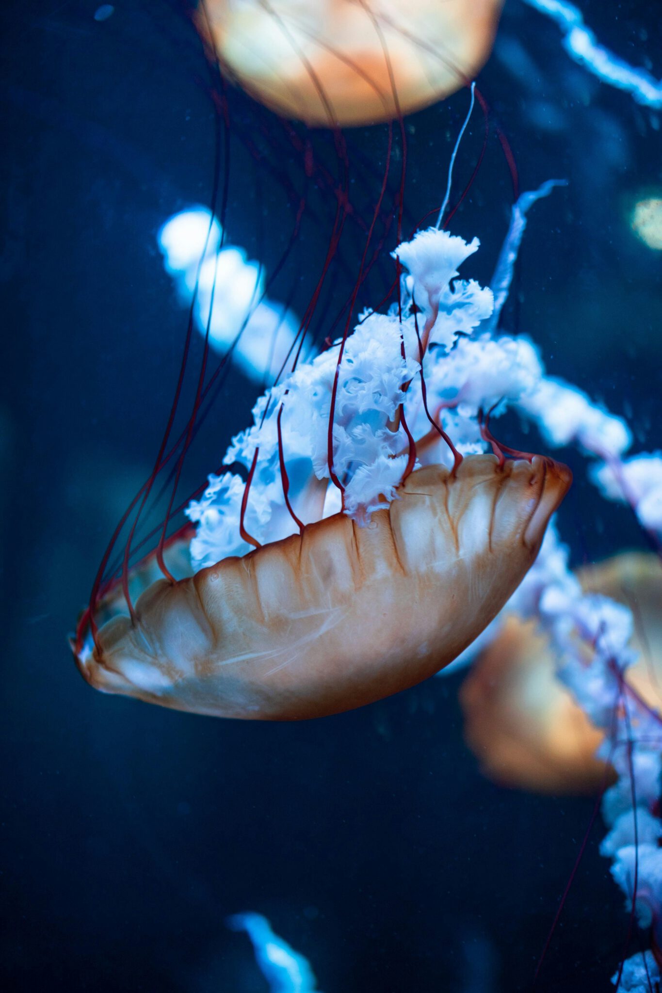 Compass Jellyfish (Chrysaora hysoscella) - Diving guru | Marine life