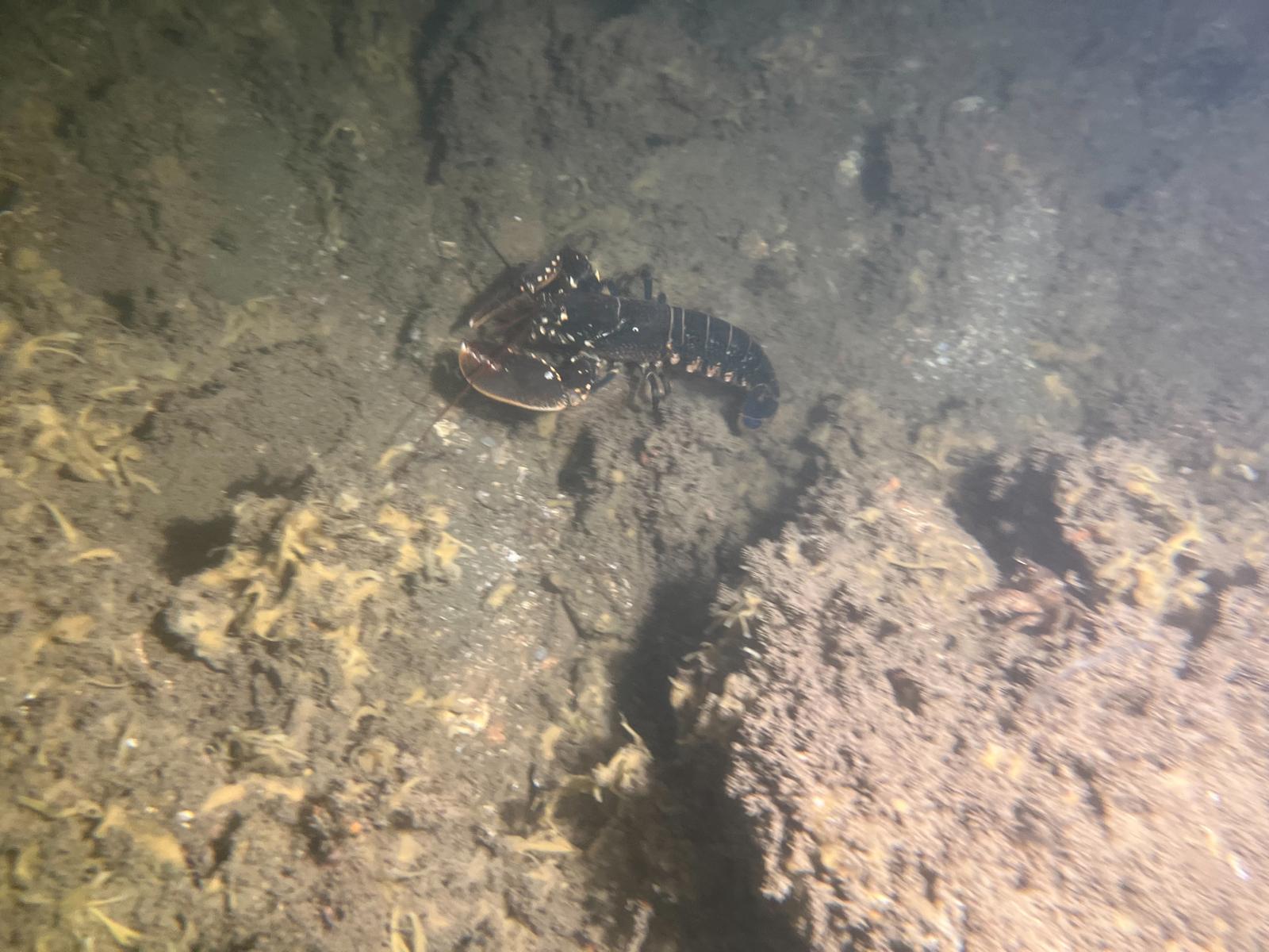 European Lobster | © diving guru