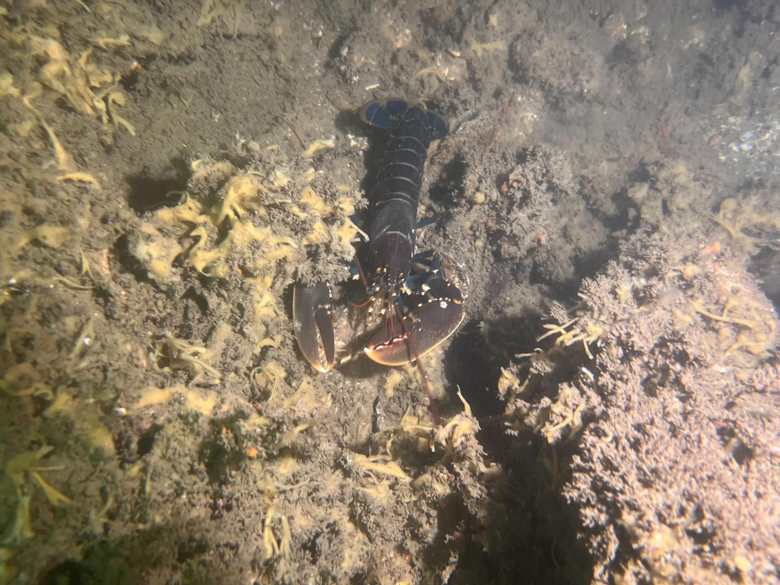European Lobster Homarus Gammarus Diving Guru Marine Life European Lobster Homarus Gammarus Diving Guru Marine Life