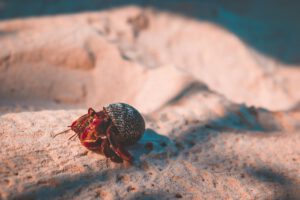 Common Hermit Crab (Pagurus bernhardus) | blog| diving guru