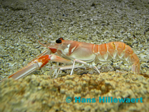 Norway lobster| blog | external copyright © Hans Hillewaert