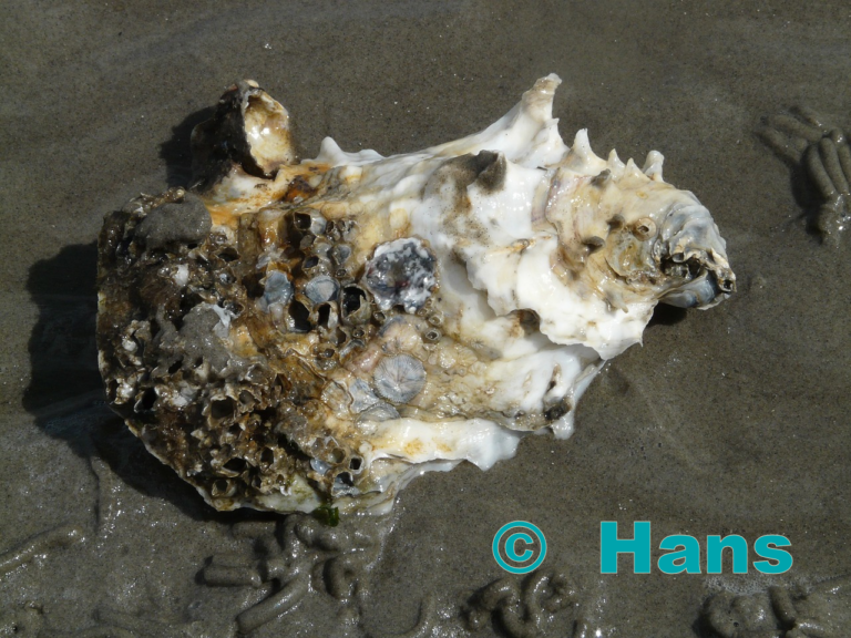 Pacific oyster- external copyright © Hans