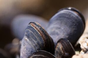 Blue Mussels - Mytilus edulis | blog| external copyrights