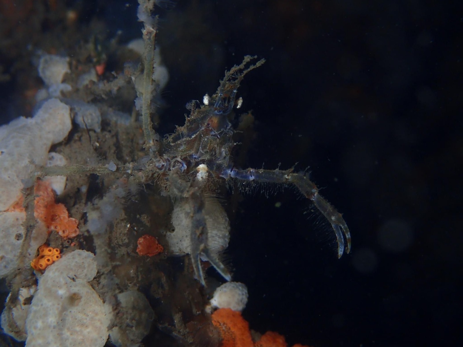 Spider Crab (Hyas araneus)| © diving guru