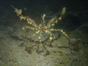 Spider Crab (Hyas araneus)| blog | © diving guru