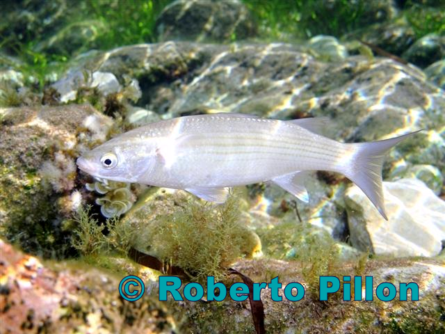 Thick lip mullet_Chelon_labrosus_ External Copyrights © Roberto Pillon