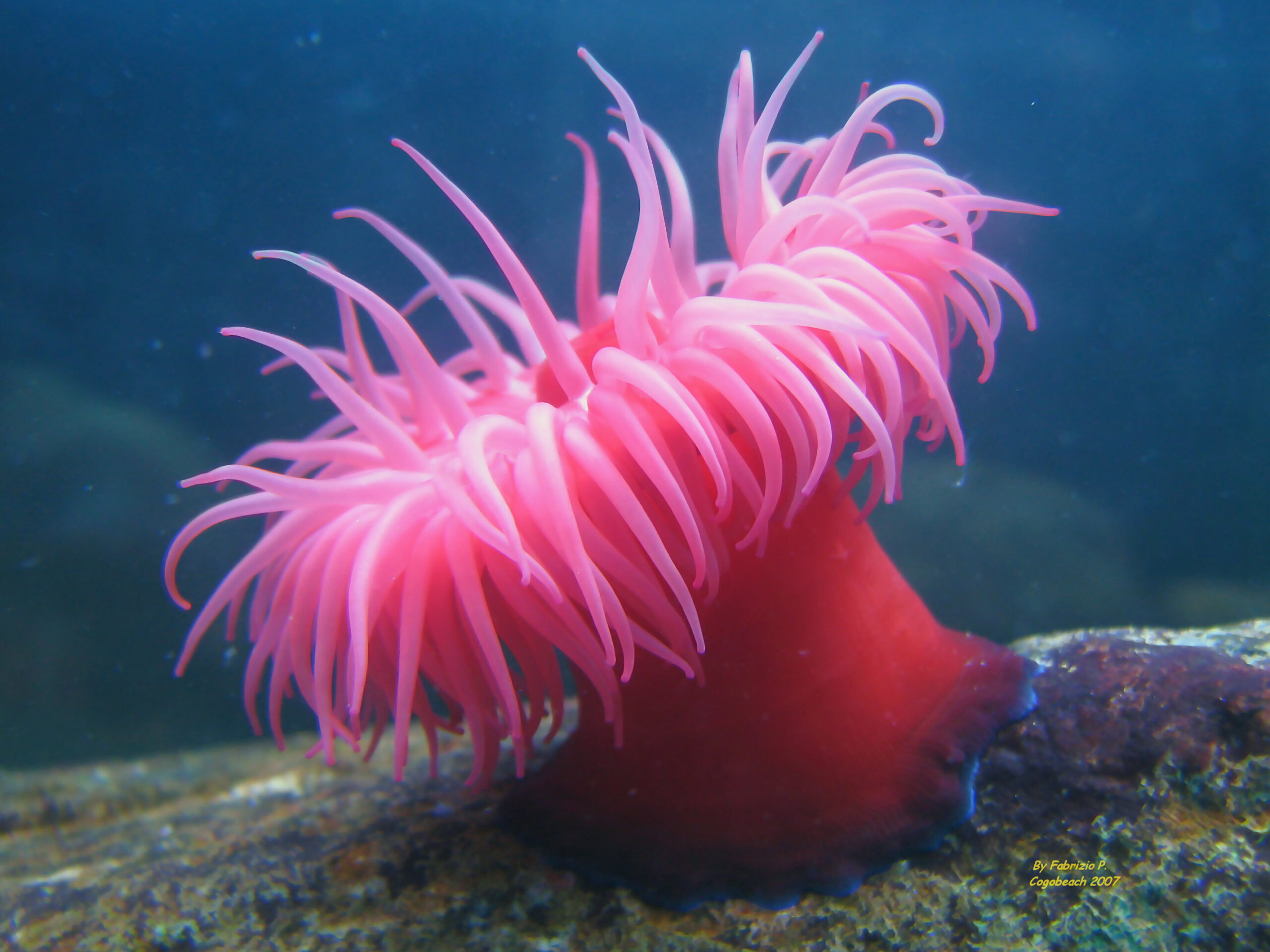 Beadlet Anemone (Actinia equina) | external copyright © Fabrizio P.