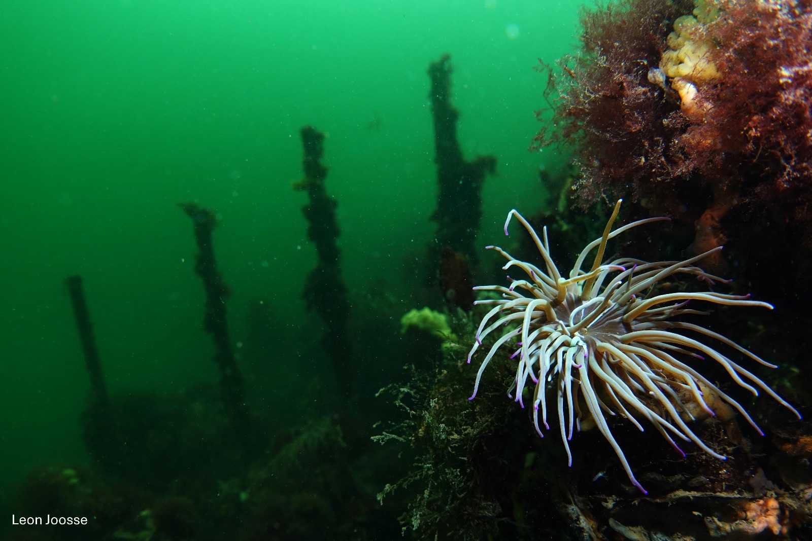 Tube Anemone (Cerianthus membranaceus) | © Leon Joosse