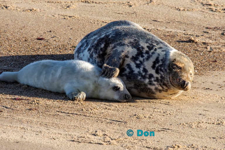 Grey seal - external copyright Don