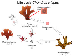 Irish Moss | Life_cycle_Chondrus_ © GNU Free Documentation