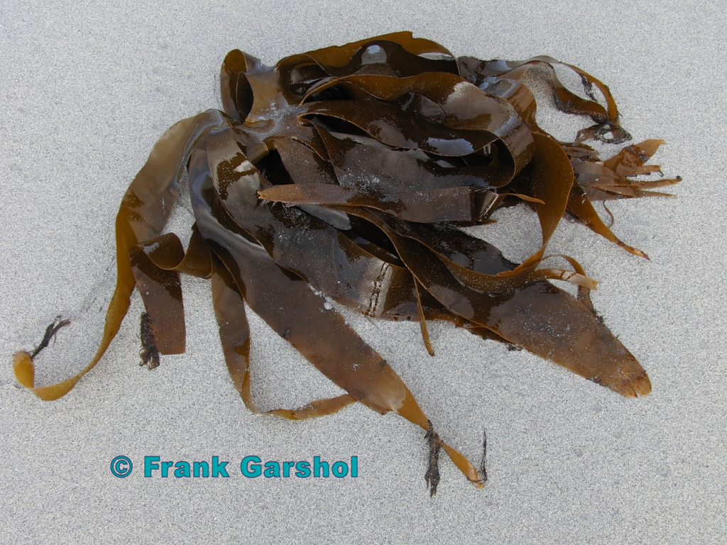 Brown sugar kelp| blog | external copyright © Frank Garshol