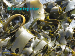 suger Kelp| exturnal copyright © krantzpeter