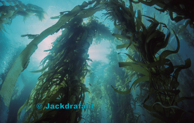 Kelp | external © Jackdrafahl