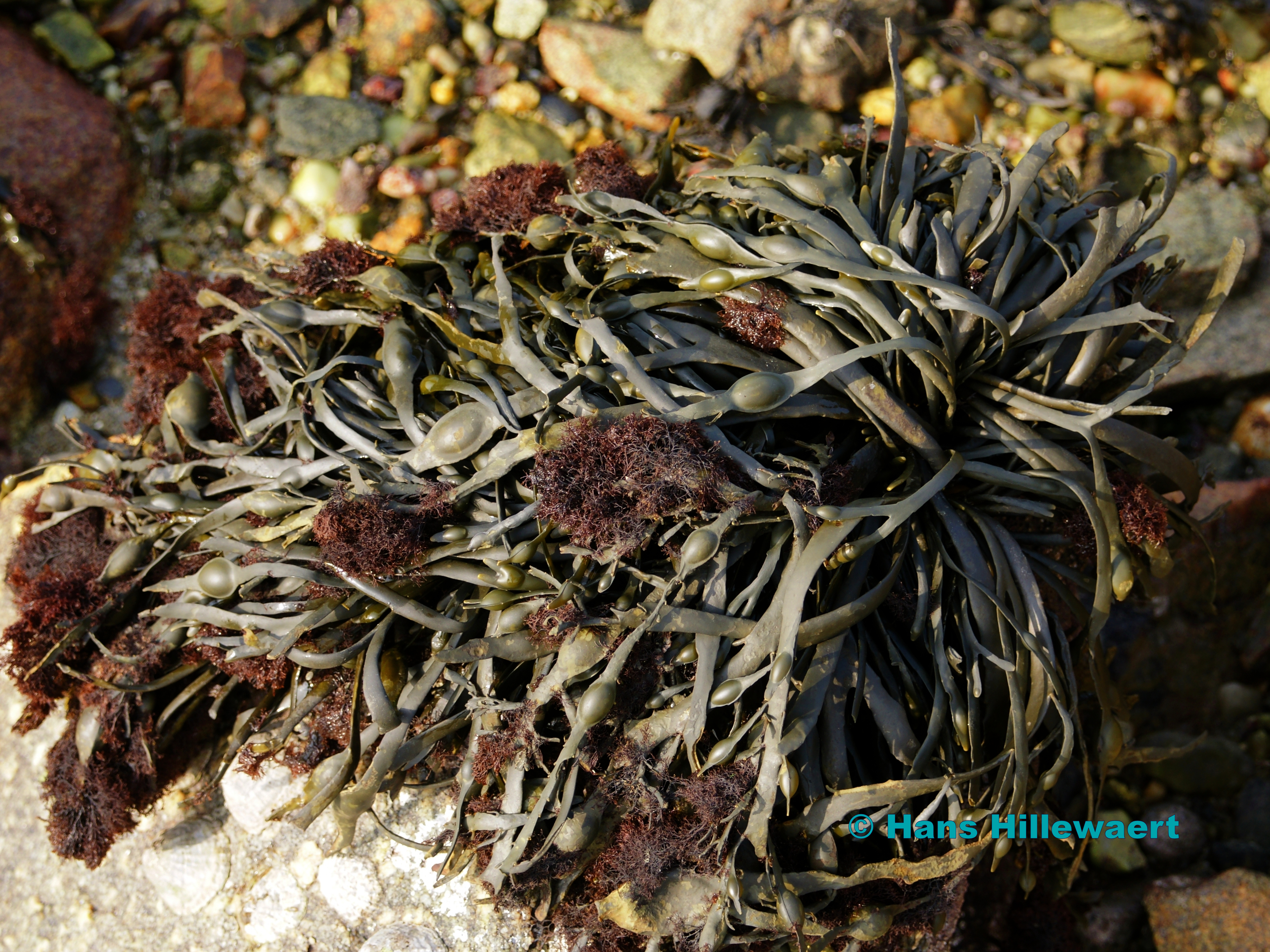 Knotted Wrack (Ascophyllum nodosum) | external copyright © Hans Hillewaert