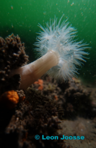 Plumose Anemone (Metridium senile) | blog | © Leon Joosse