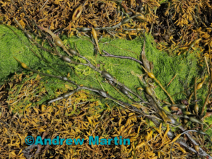 Knotted Wrack (Ascophyllum nodosum) | blog| external copyright © Andrew Martin