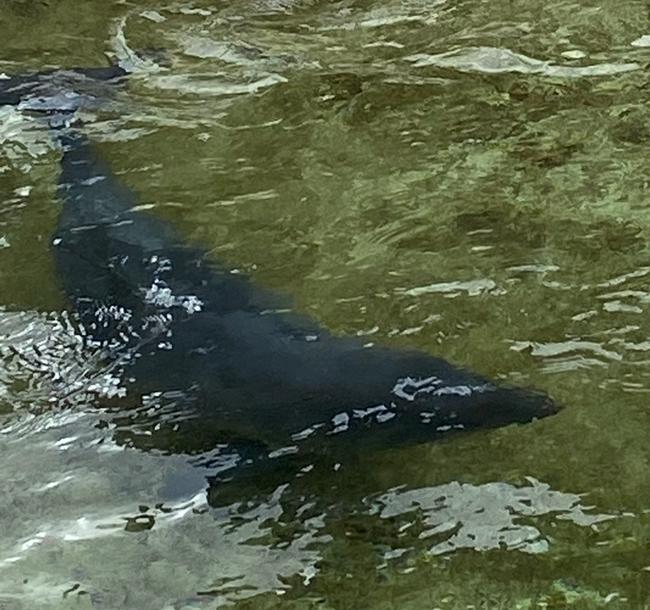 Harbor Porpoise (Phocoena phocoena)