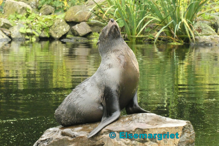 Harbor seal - external copyright Elsemargriet