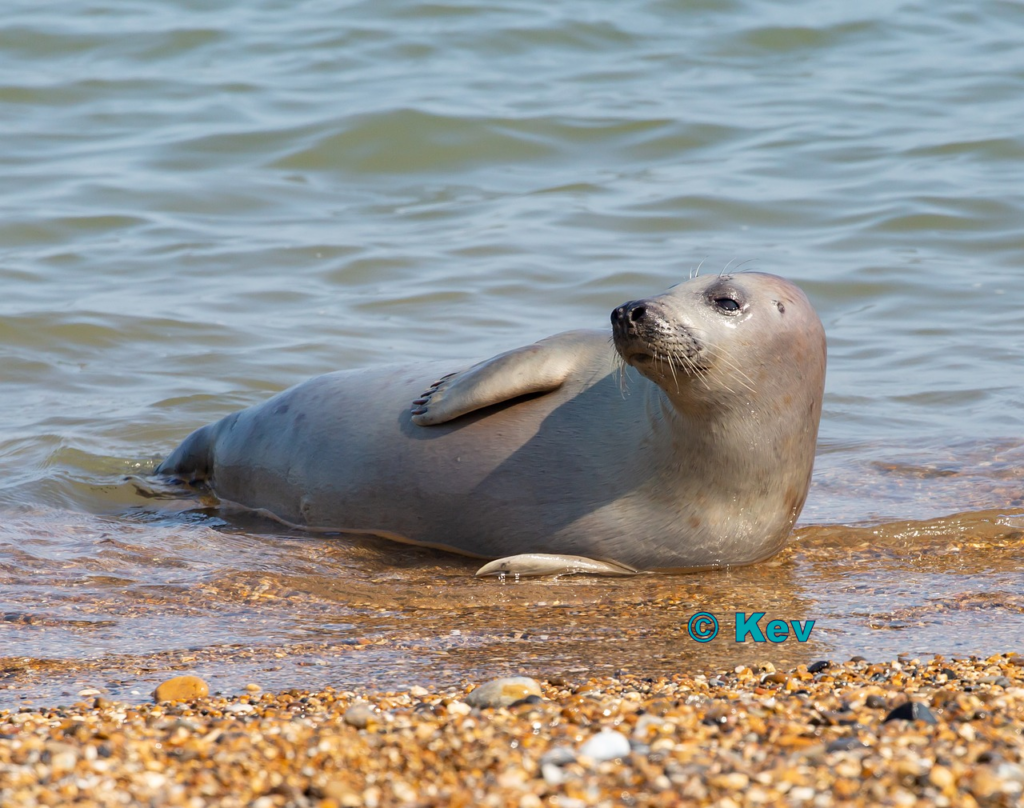 Marine life - external copyright Kev