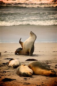 Marine Mammals | external copyright